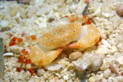 オウギガニ科の1種