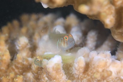 アワイロコバンハゼ