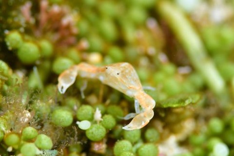 オガサワラコブシ