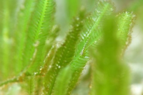 ウミショウブハゼ属の1種