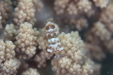 イソバナカクレエビ