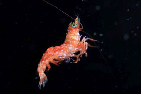 刺激的な水中生物