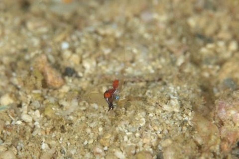 カメンカクレエビ