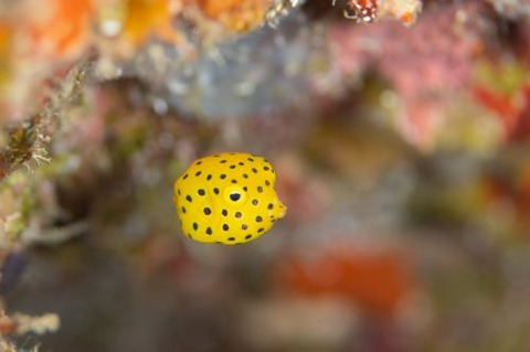 ミナミハコフグ