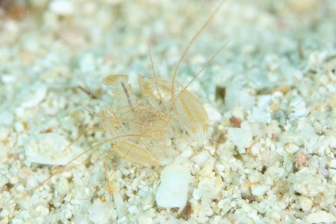 サンゴヒメエビ