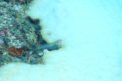 イシガキカエルウオ