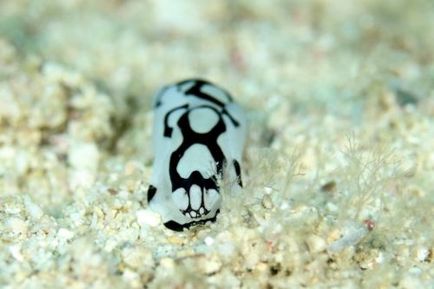 ワモンキセワタ