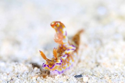 テヌウニシキウミウシ