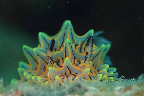 パイナップルウミウシ