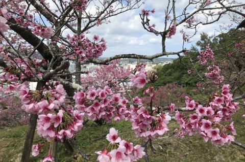 寒緋桜