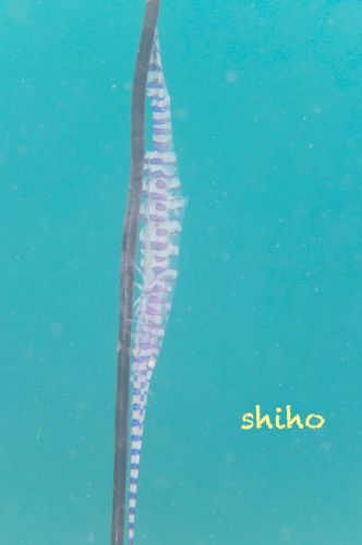 トゼウマ・アルマートゥム