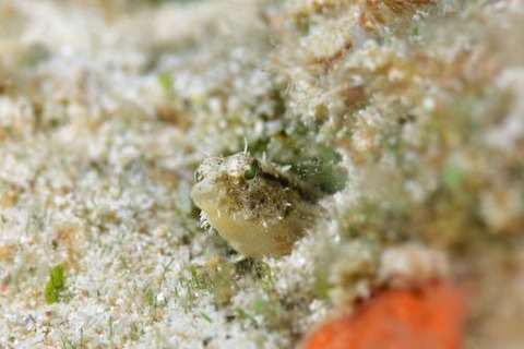 カザハナニジギンポ