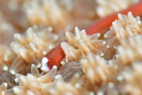 チンヨウジウオ