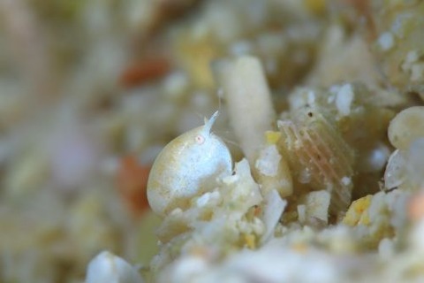 オキナワホテイヨコエビ