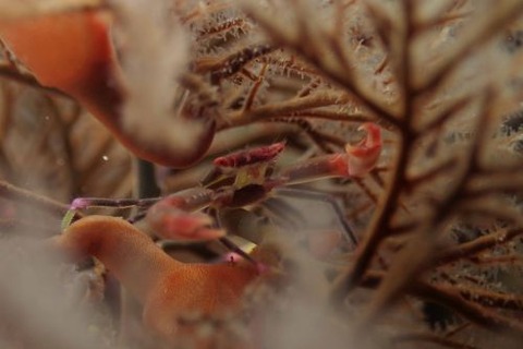 ホシベニサンゴガニ