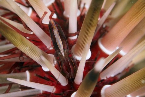 ニジイロヤドリエビ