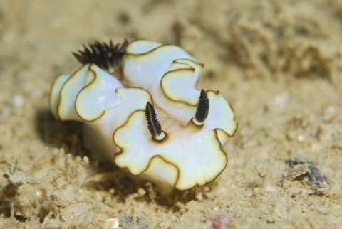 キイロウミウシ