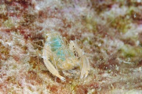 サンゴヒメエビ