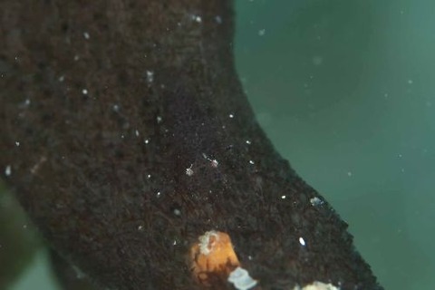 ヂェラストカリス・パロンアェ