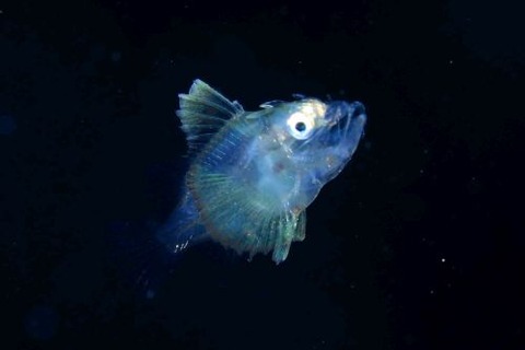 刺激的な水中生物