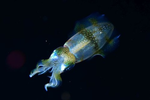 刺激的な水中生物