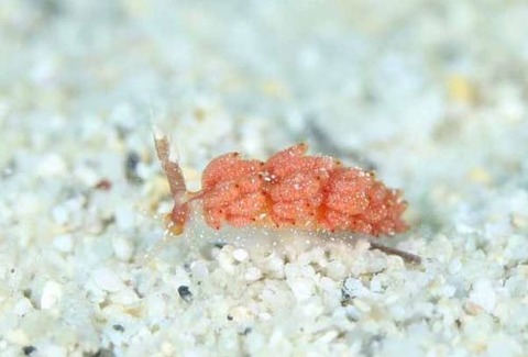 パスタチゴミノウミウシ