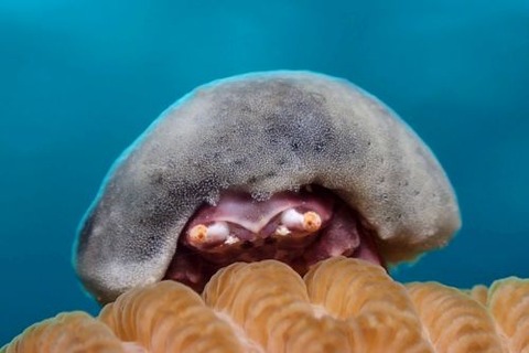 カイカムリ科の1種