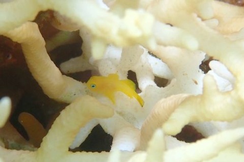 アカネダルマハゼ