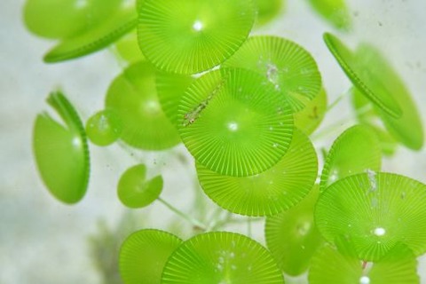 ウミショウブハゼ属の1種
