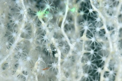 アカスジカクレエビ