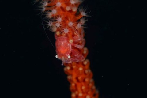 ムチヤギカクレカニダマシ