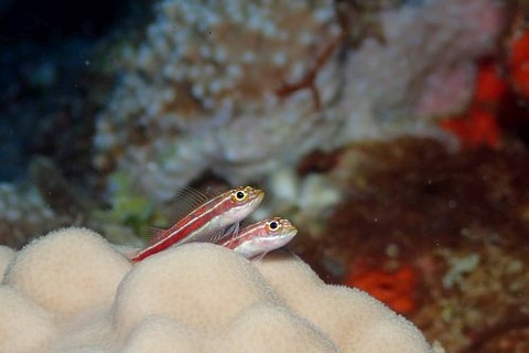 タテジマヘビギンポ