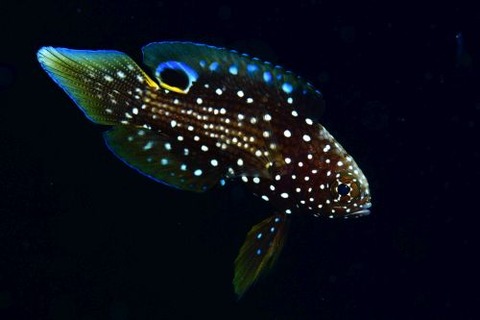 シモフリタナバタウオ