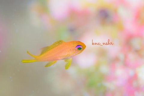 キンギョハナダイ