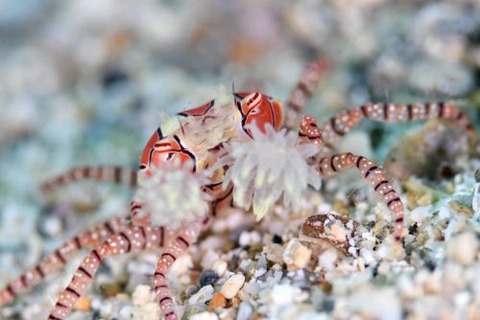 キンチャクガニ