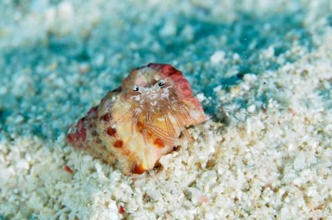Pagurixus maorus