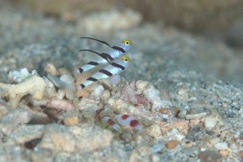 ヒレナガネジリンボウ