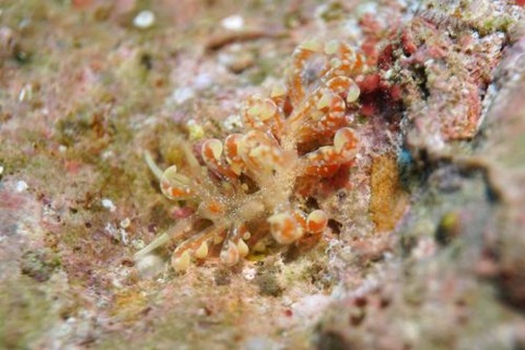 ハナビラミノウミウシ