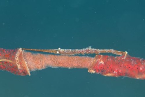 トガリモエビ属の1種