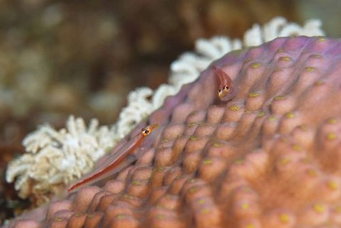 アカスジウミタケハゼ