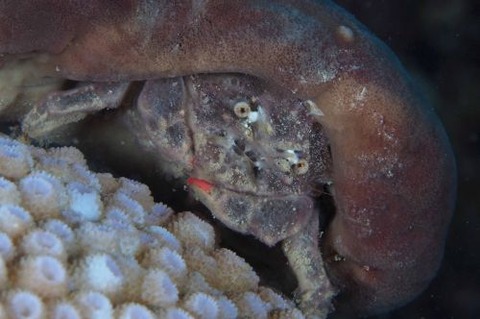 カイカムリ科の1種