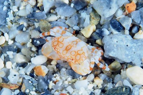 オウギガニ科の1種