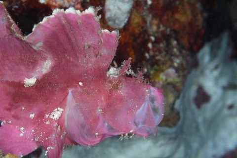 ハダカハオコゼ