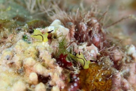 オレンジウミコチョウ