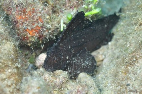 ツマジロオコゼ