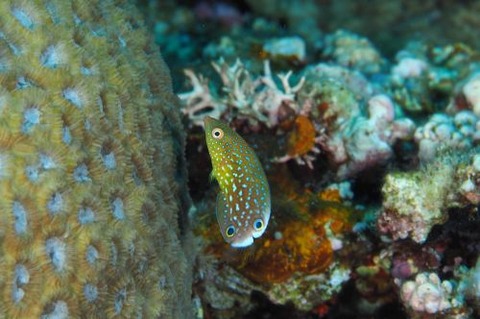 ホシススキベラ