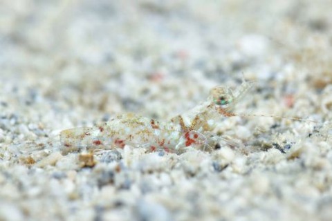 クルマエビ科の1種