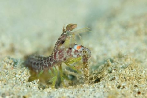 フトユビシャコモドキ属の1種