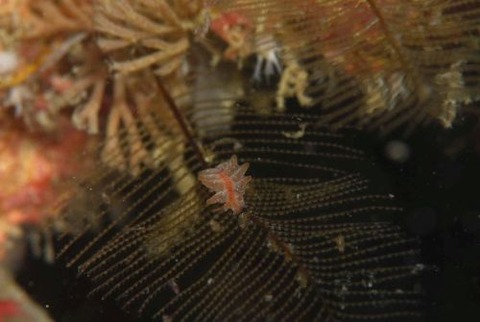 ウミウシ不明種