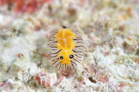 シロスジヒオドシウミウシ